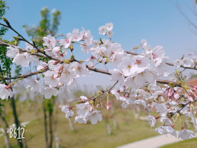 《三月粉樱花香醉，四月浅樱飘四方》通信1402林慧.jpg