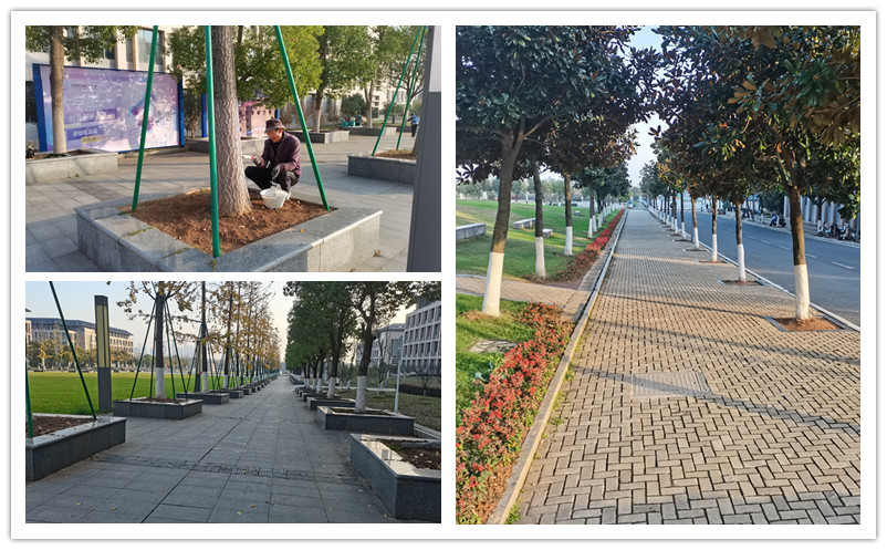 行道树.jpg