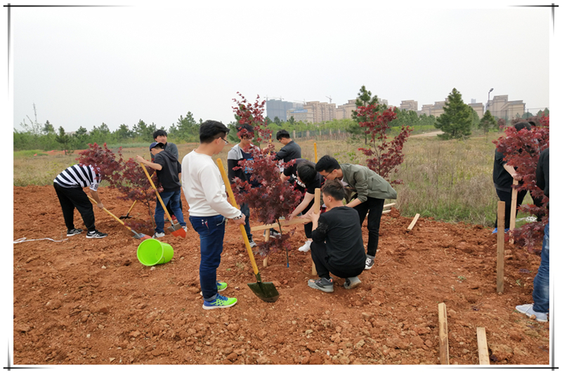 图1 种植现场.jpg