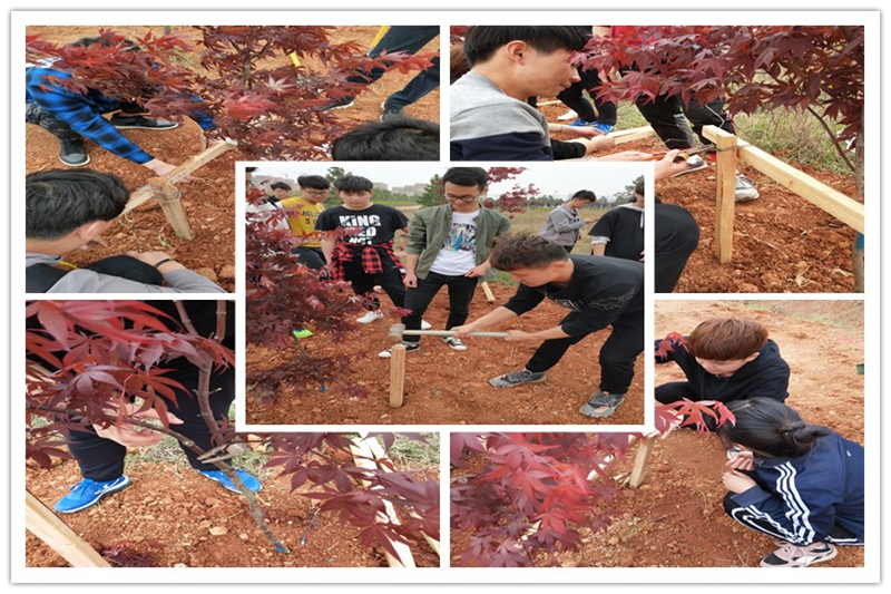 图2 种植现场.jpg