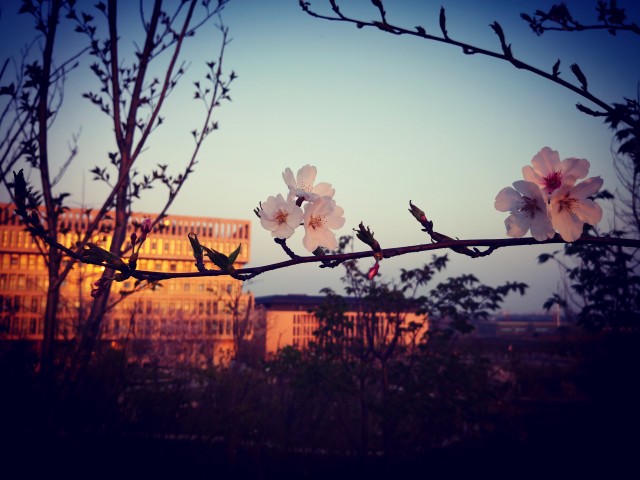 《馆与樱》我爱着落日下图书馆，更爱那开满樱花的岭。 英语1601许胜勇.jpg
